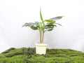 MUSA DWARF CAVENDISH BANANO M-20