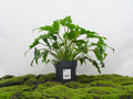 PHILODENDRON XANADU M-20