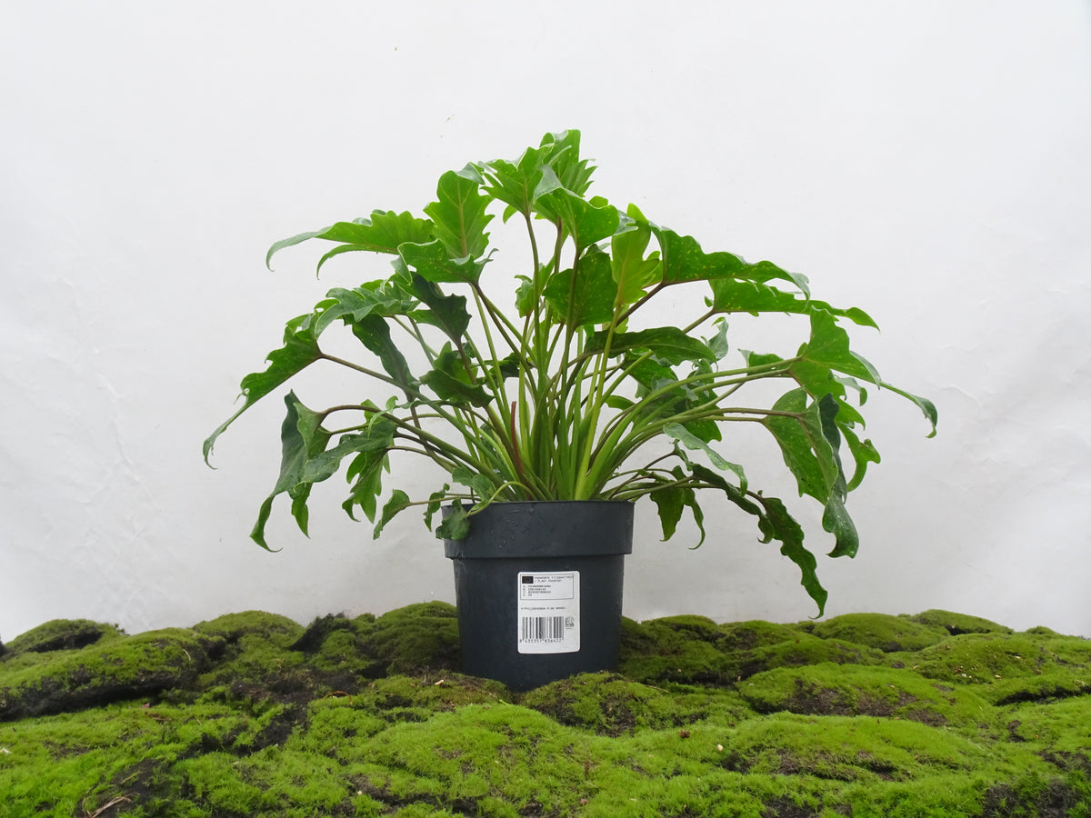 PHILODENDRON XANADU M-20