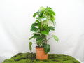 PHILODENDRON MONSTERA DOBLE ARCOS M-27