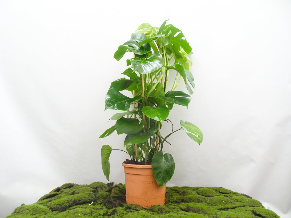 PHILODENDRON MONSTERA DOBLE ARCOS M-27