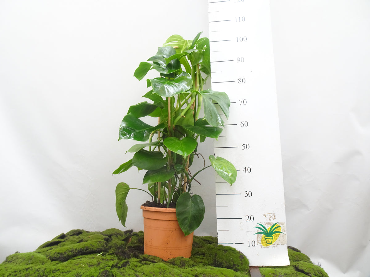 PHILODENDRON MONSTERA DOBLE ARCOS M-27