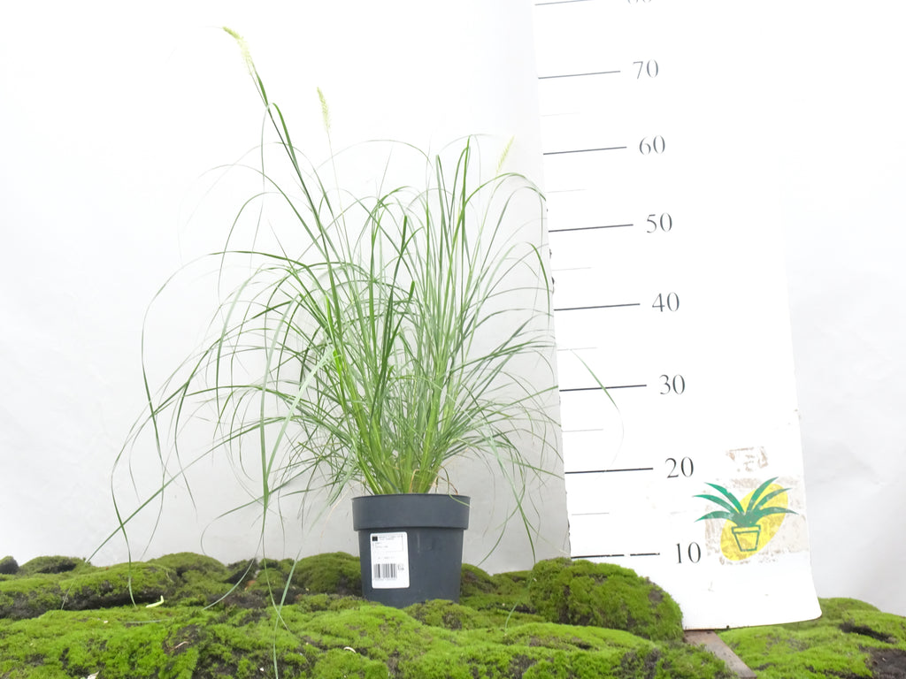 PENNISETUM HAMELN M-17