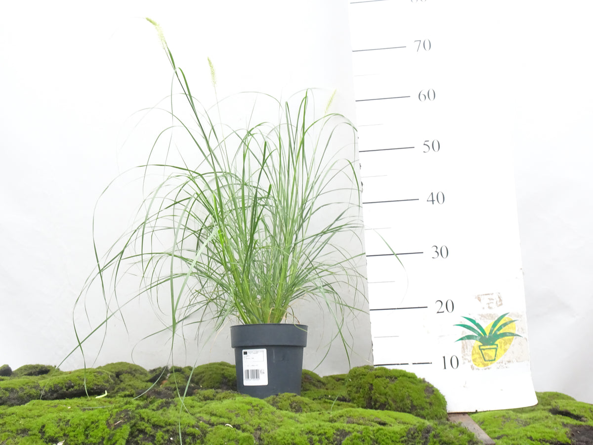 PENNISETUM HAMELN M-17