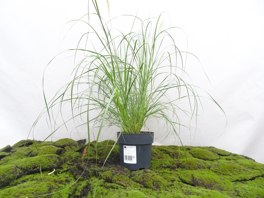 PENNISETUM HAMELN M-17