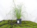 PENNISETUM HAMELN M-17