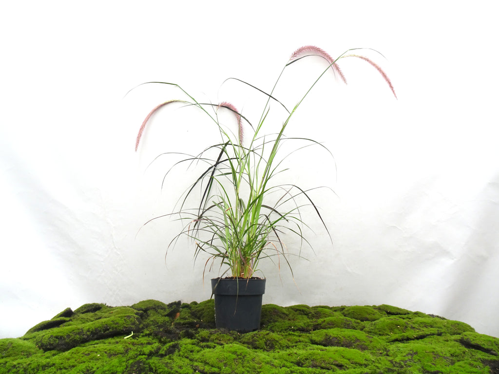 PENNISETUM RUBRUM M-17