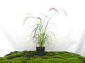 PENNISETUM RUBRUM M-17