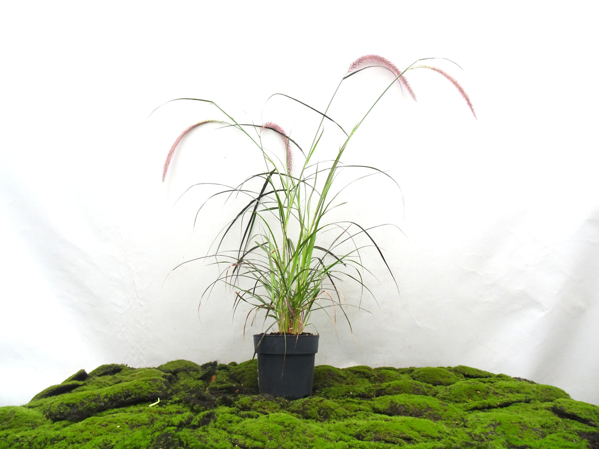PENNISETUM RUBRUM M-17