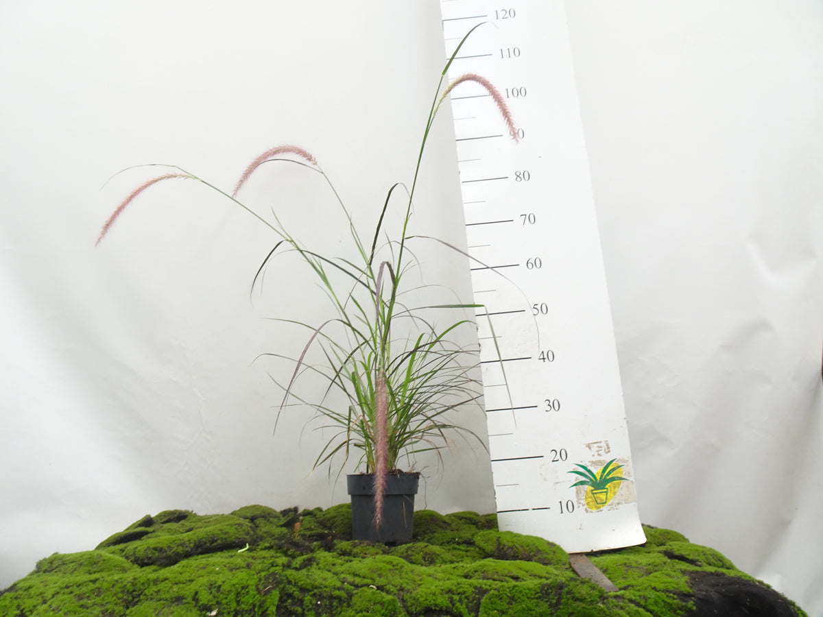 PENNISETUM RUBRUM M-17