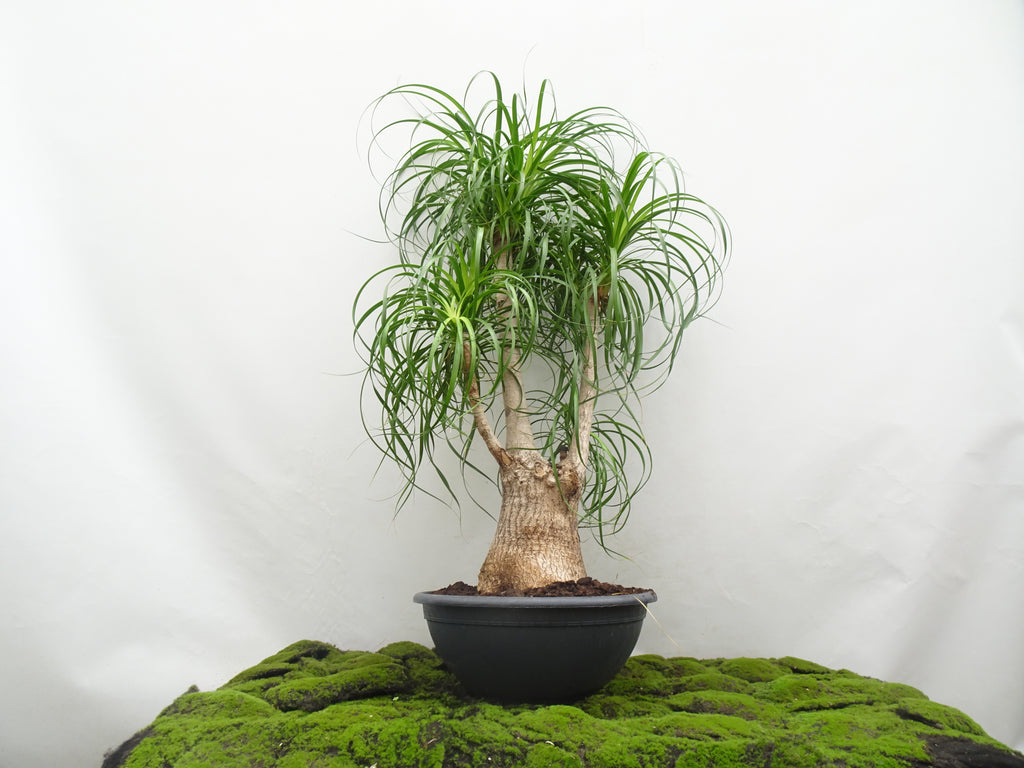 BEAUCARNEA RECURVATA M-40