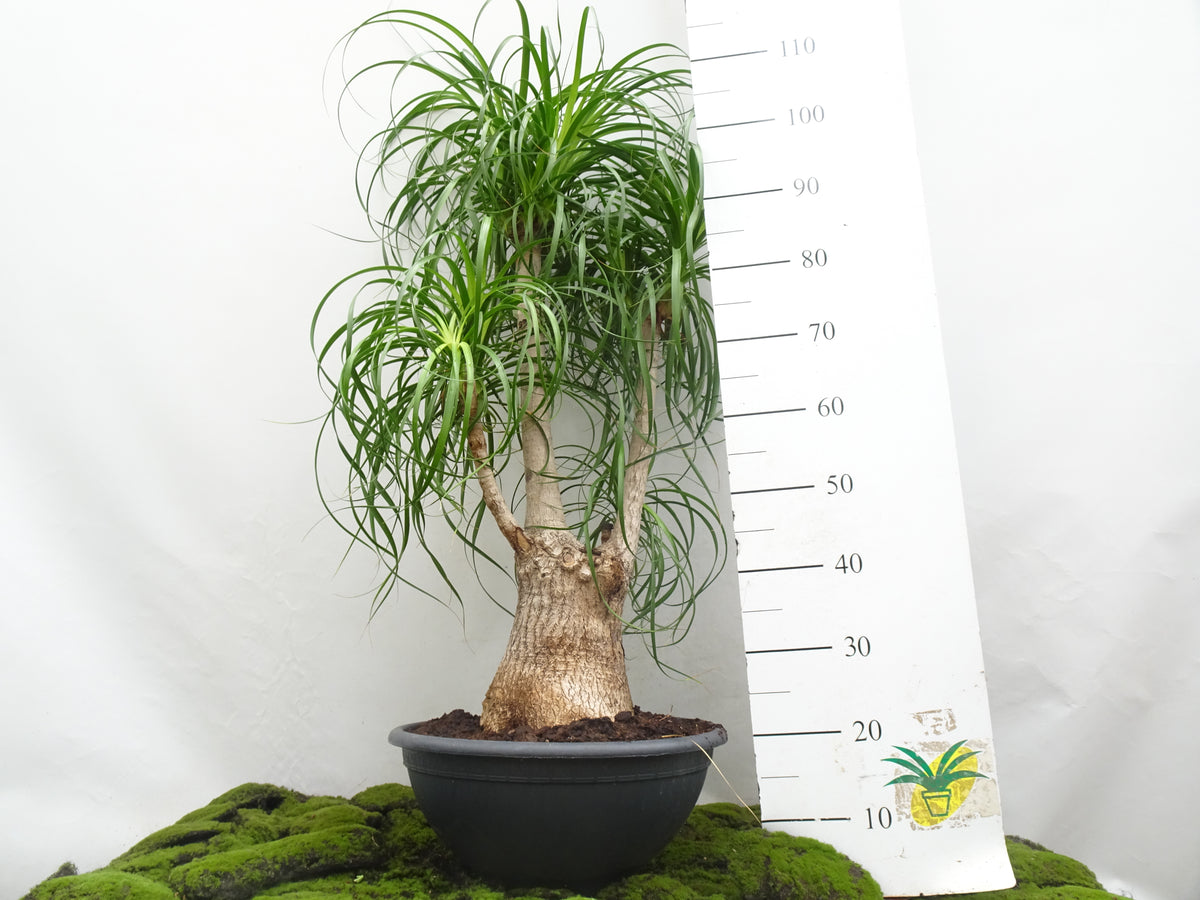 BEAUCARNEA RECURVATA M-40