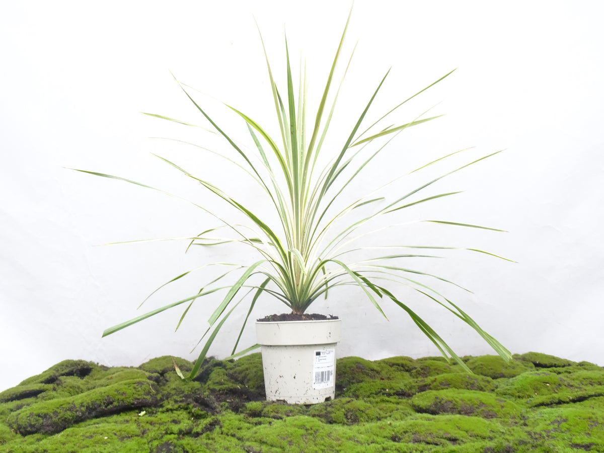 CORDYLINE TORBAY DAZZLER M-17