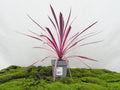 CORDYLINE PINK PASSION M-17
