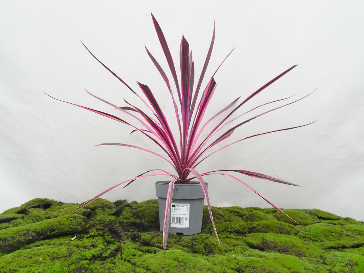 CORDYLINE PINK PASSION M-17
