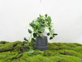 SCINDAPSUS SUSPENSION M-15