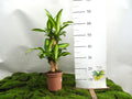 DRACAENA F. MASSANGEANA M-17
