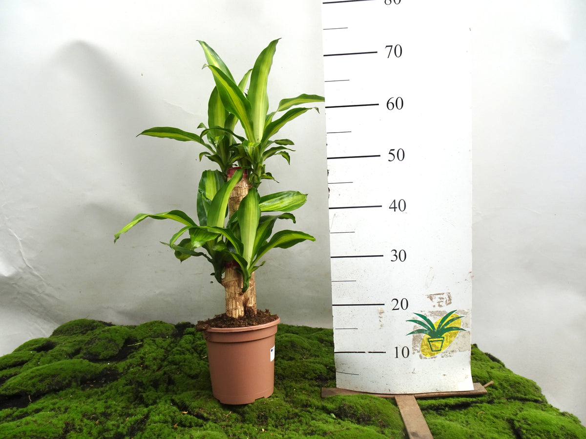 DRACAENA F. MASSANGEANA M-17