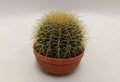 ECHINOCACTUS GRUSONII M-17