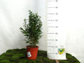 FICUS BENJAMINA NATASJA M-20