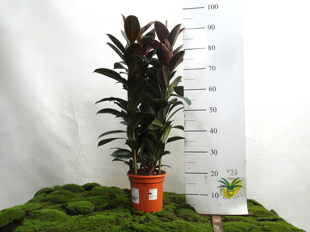FICUS ELÁSTICA MELANY 3PP M-20