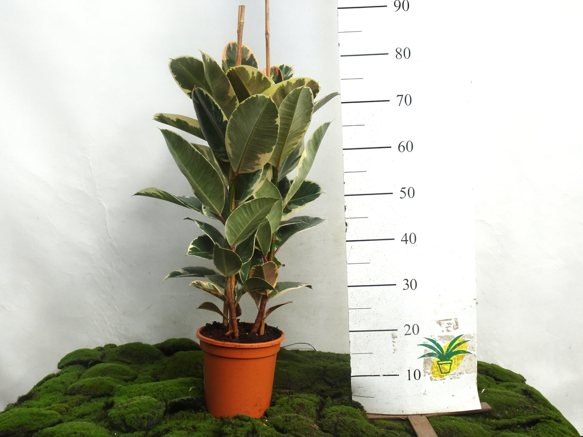 FICUS TINEKE M-20