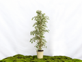 FICUS BENJAMIMA TWILIGHT M-20