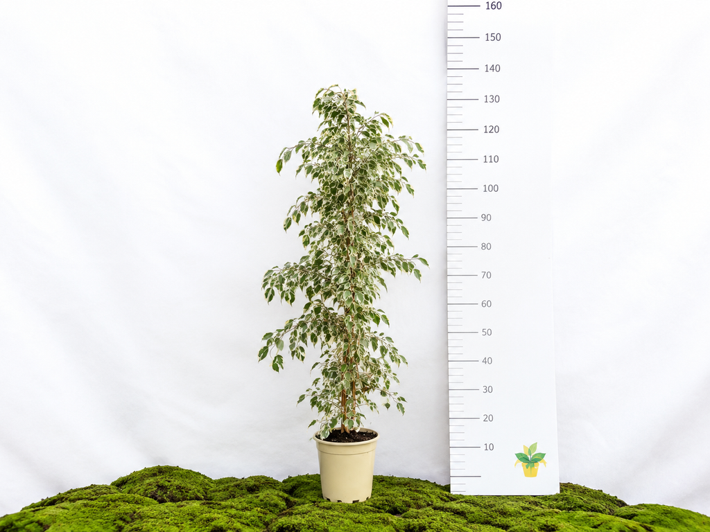 FICUS BENJAMIMA TWILIGHT M-20