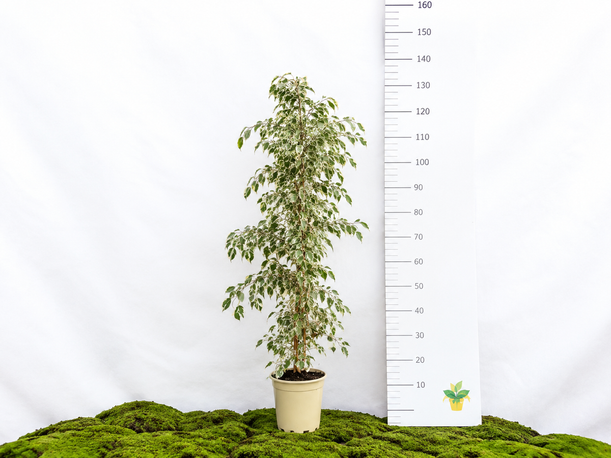 FICUS BENJAMIMA TWILIGHT M-20