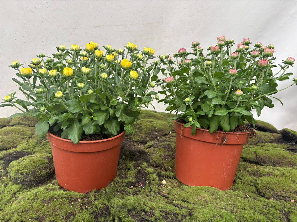 CHRYSANTHEMUM BOLA A2 M-20