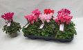 Cyclamen buena Serie Macro cyclamen buena serie macro pastel 6 agujeros (386 fust) 27 cm diámetro pastel