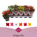 Kalanchoe favorita mixto 6 colors