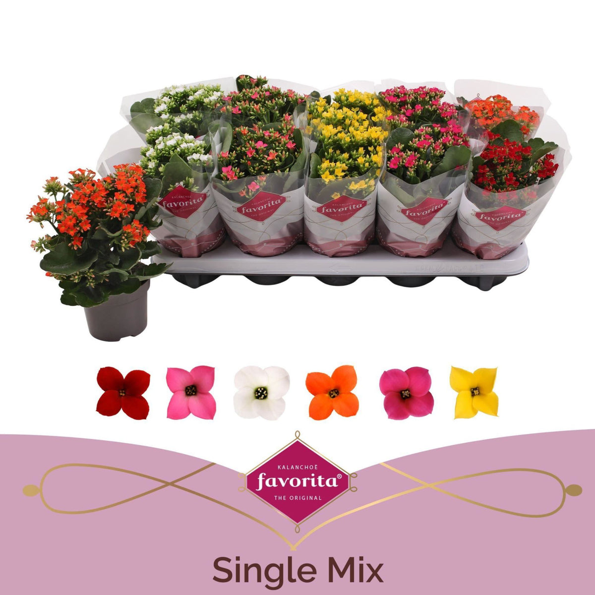Kalanchoe favorita mixto 6 colors