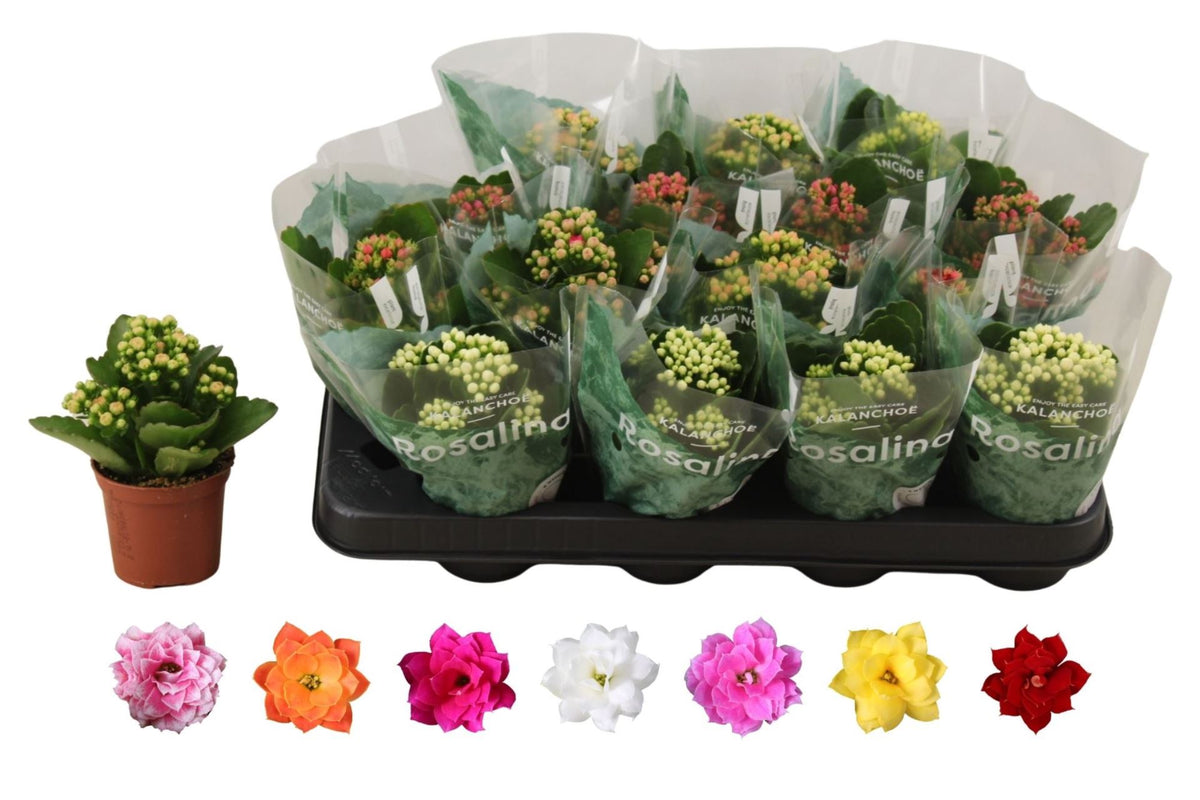 Kalanchoe rosalina mixto 1 pp