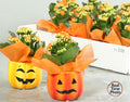Composición 9 Plantas de interior halloween cham pumpkin pequeñas