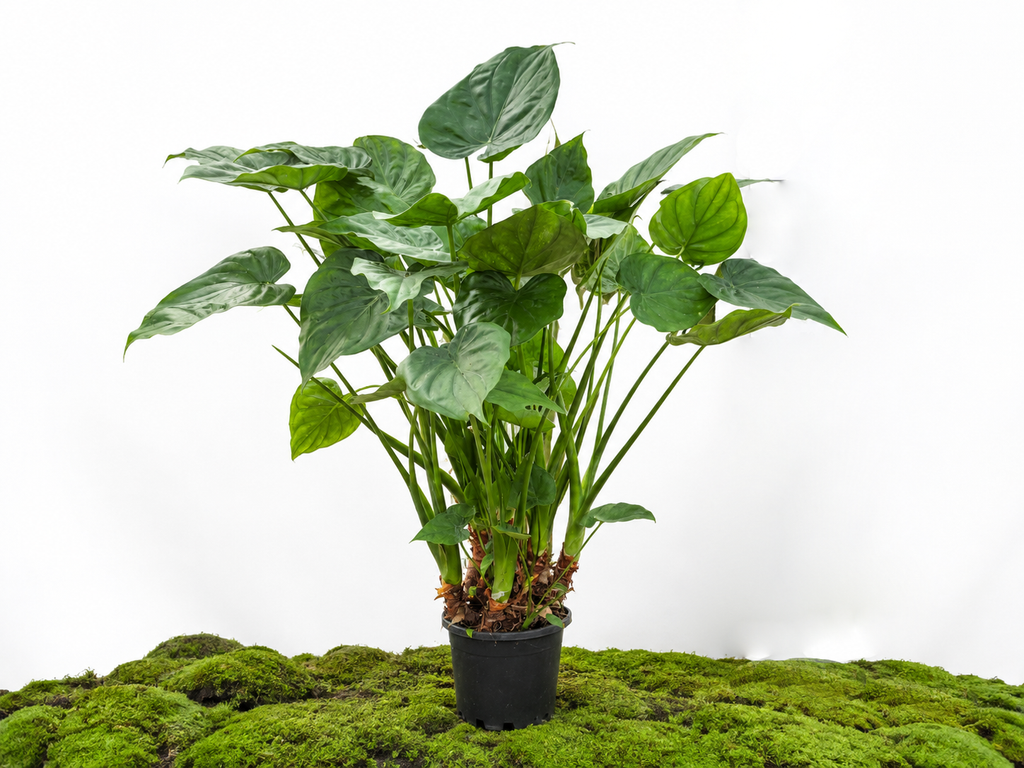 ALOCASIA CUCULLATA M-24