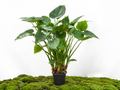 ALOCASIA CUCULLATA M-24