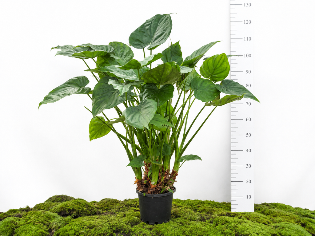 ALOCASIA CUCULLATA M-24