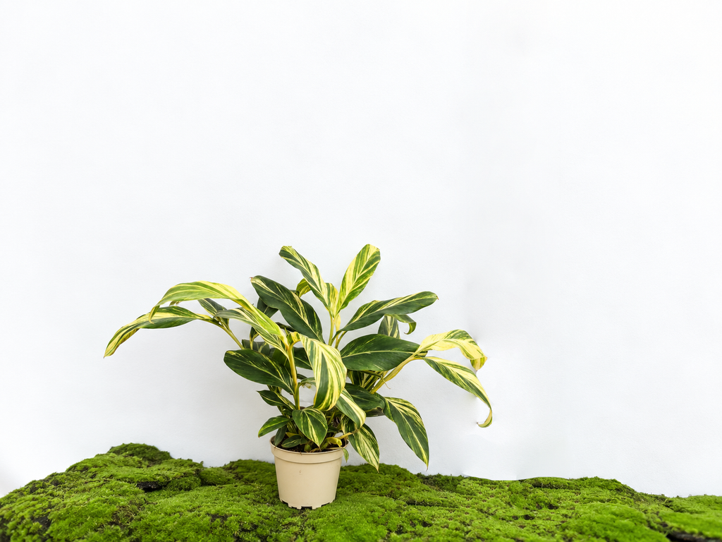 ALPINIA VARIEGATA M-17