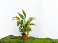 ALPINIA VARIEGATA M-22