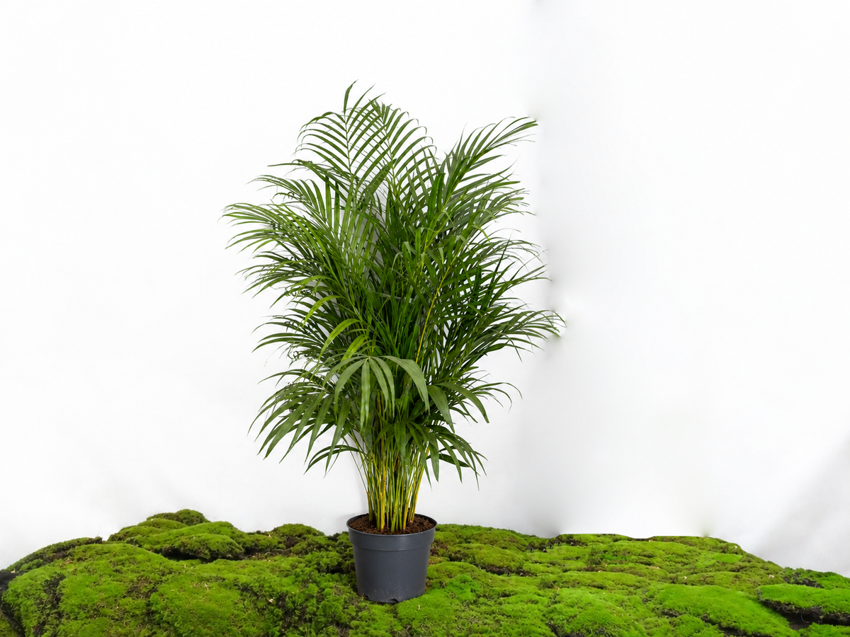 ARECA M-21