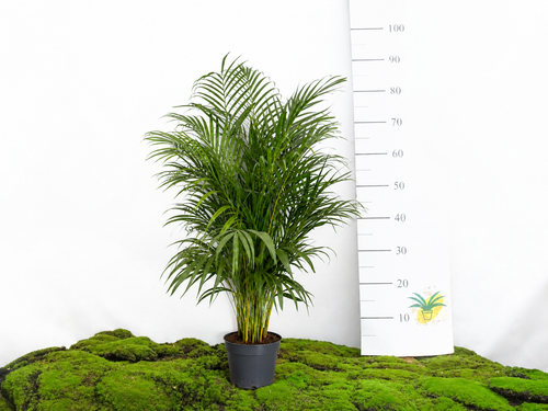ARECA M-21