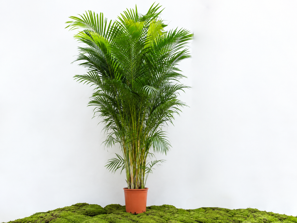 ARECA M-32