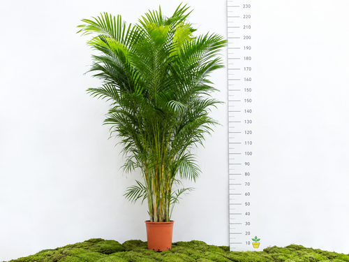 ARECA M-32