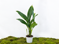 ASPIDISTRA ELATIOR M-17