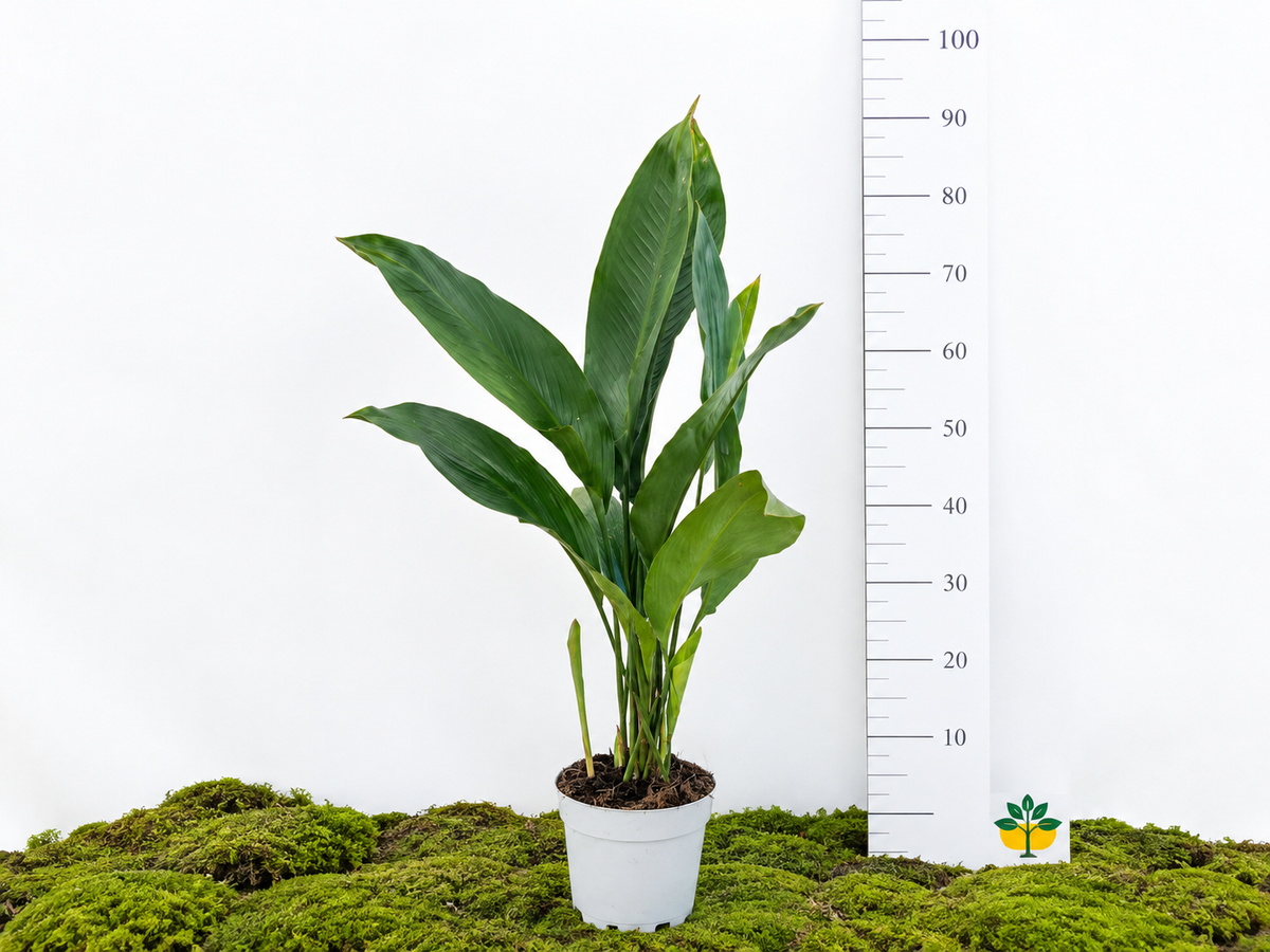 ASPIDISTRA ELATIOR M-17