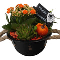 Composición 16 Plantas de interior halloween Olla negro