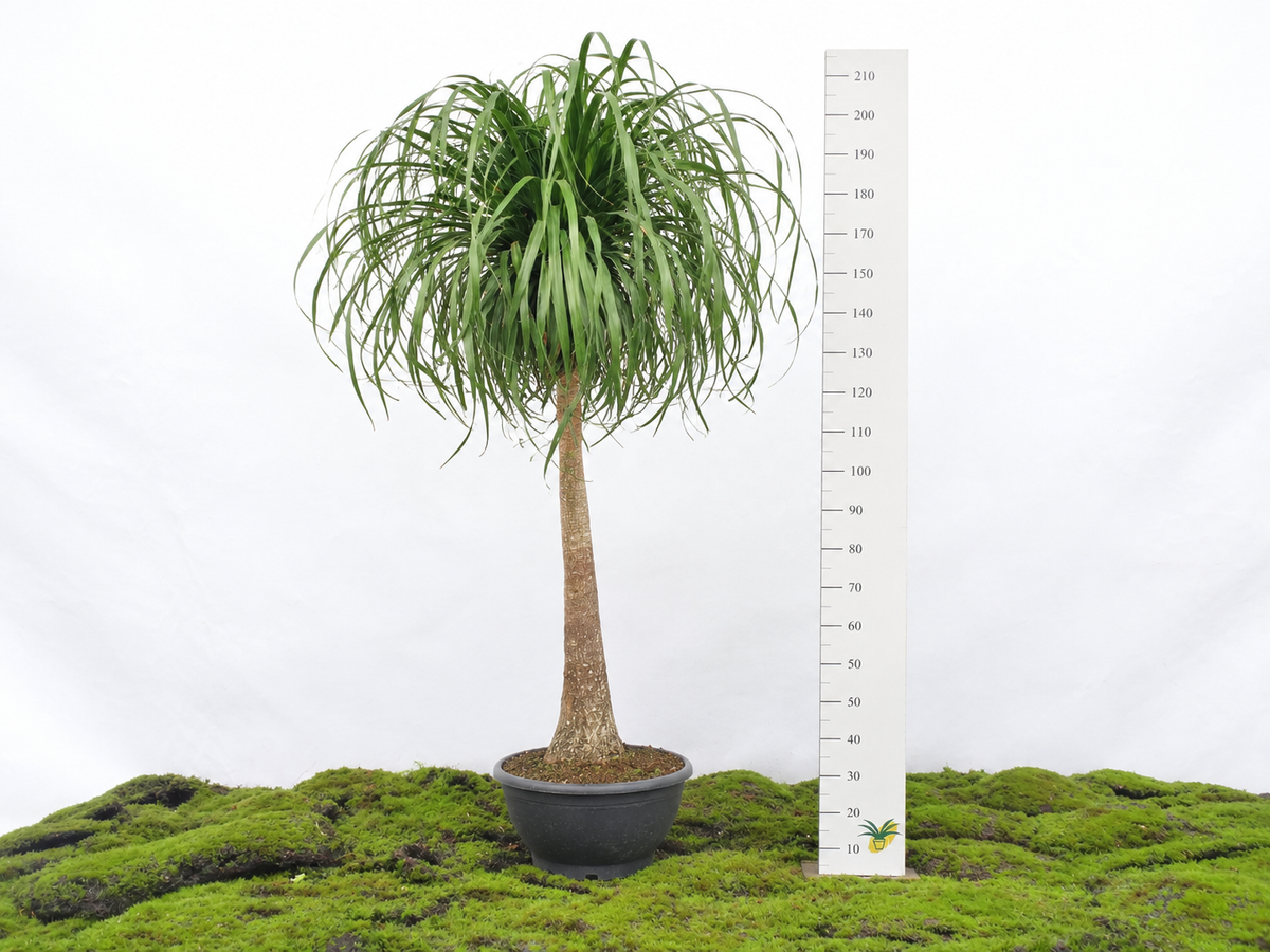 BEAUCARNEA TRONCO RECTO M-55