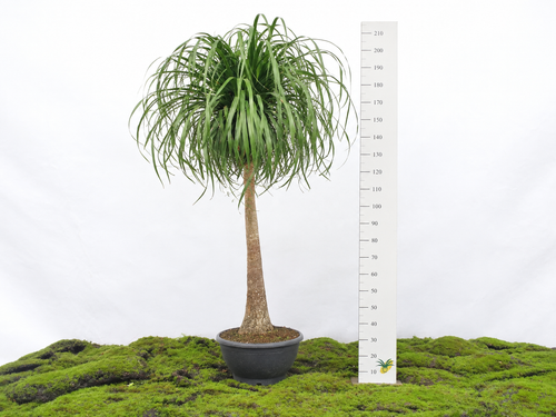 BEAUCARNEA TRONCO RECTO M-55