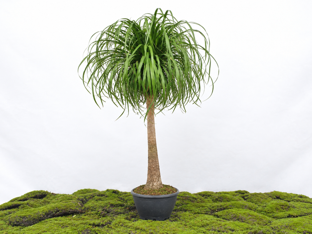 BEAUCARNEA TRONCO RECTO M-55